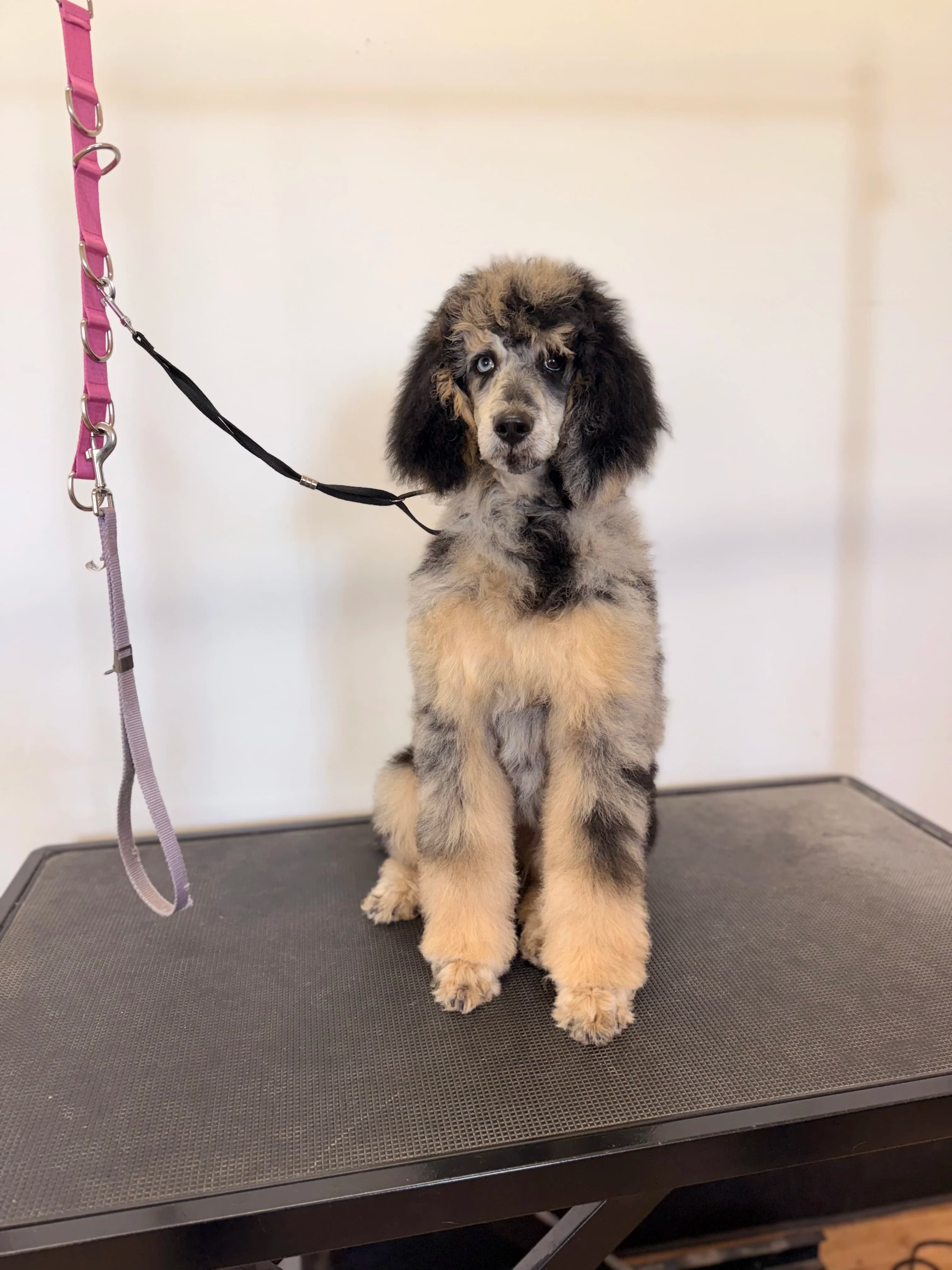Freshly groomed white doodle at The Double U Grooming Co. in Liberty, SC