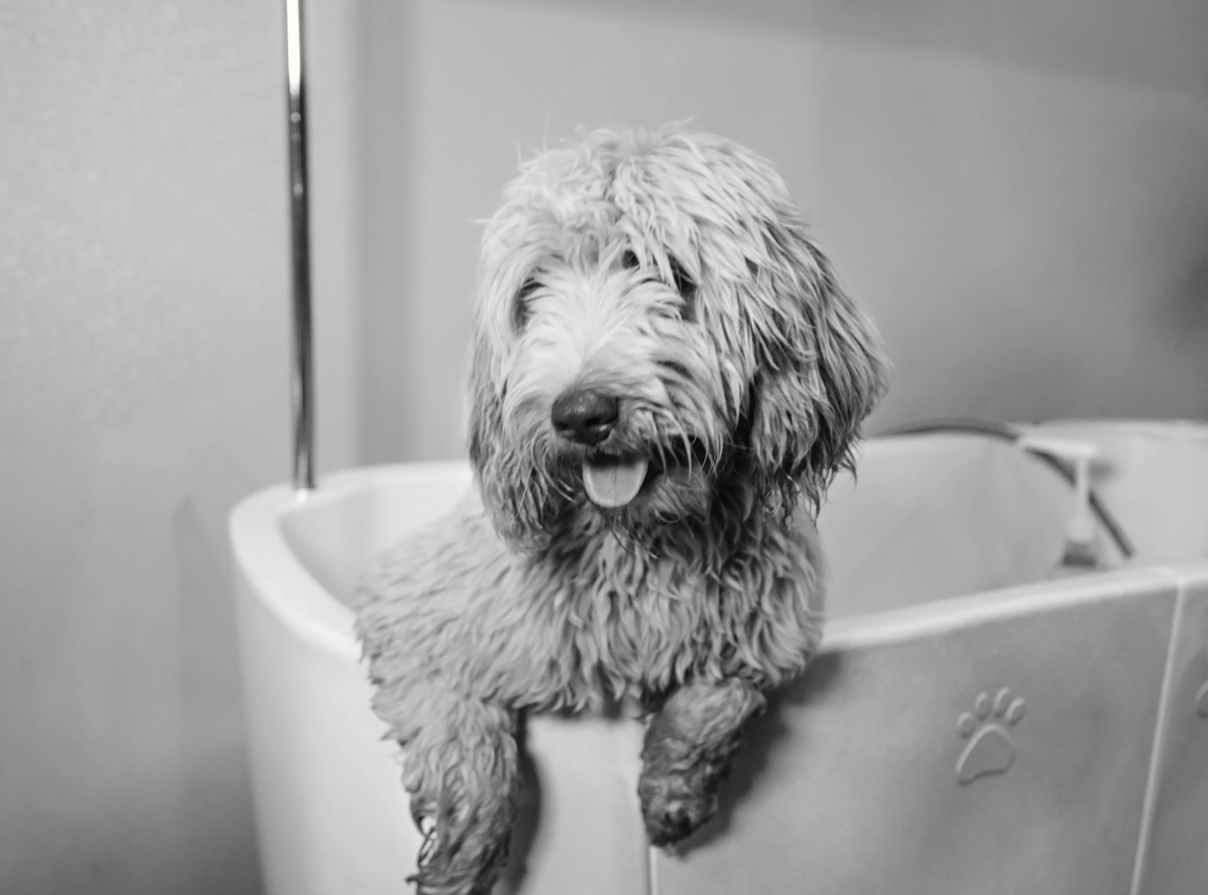 Black and white doodle receiving a professional bath and groom at The Double U Grooming Co.