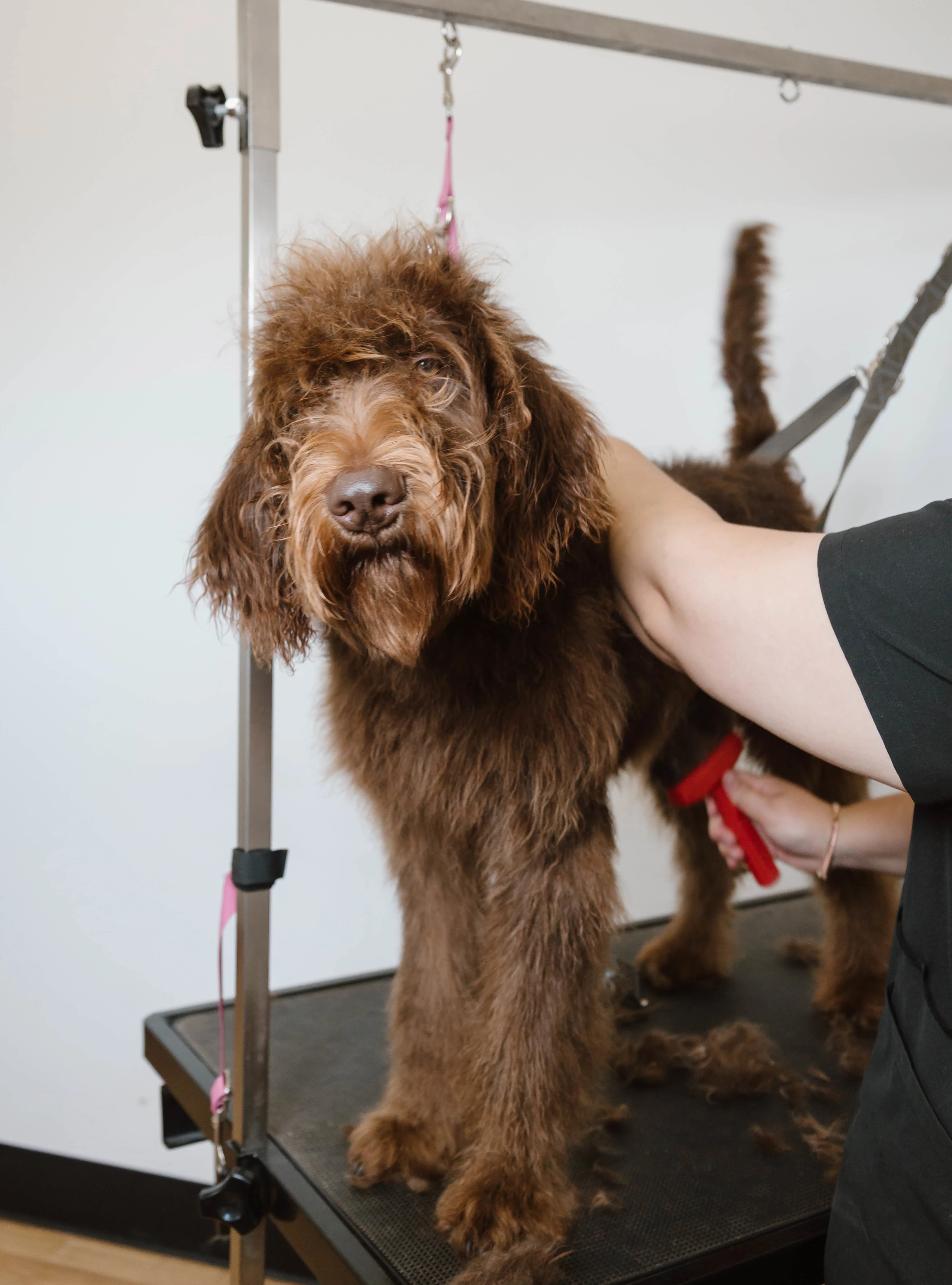 Doodle after a mini grooming maintenance visit at The Double U Grooming Co., Liberty SC