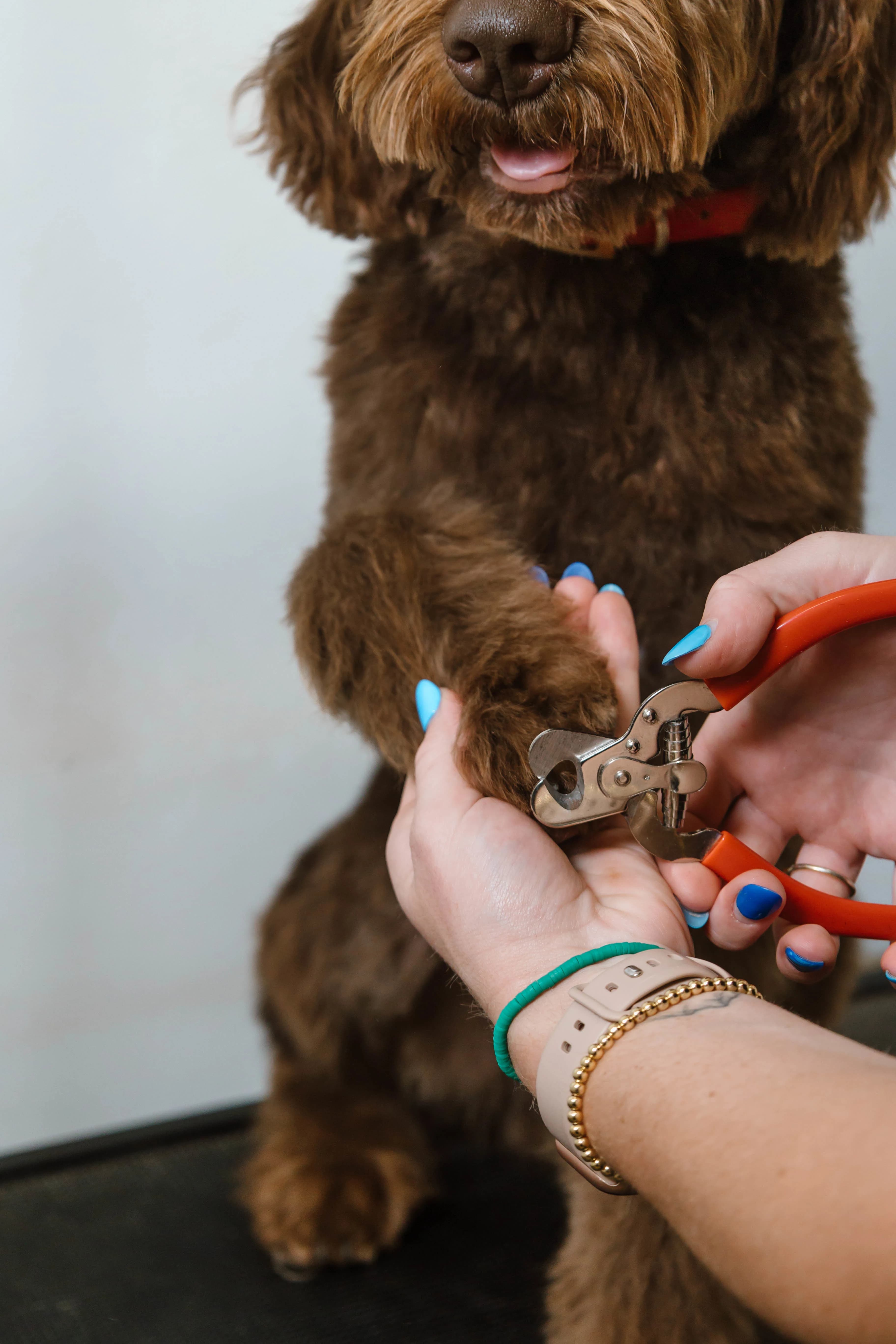 Groomed chocolate doodle at The Double U Grooming Co., Liberty SC