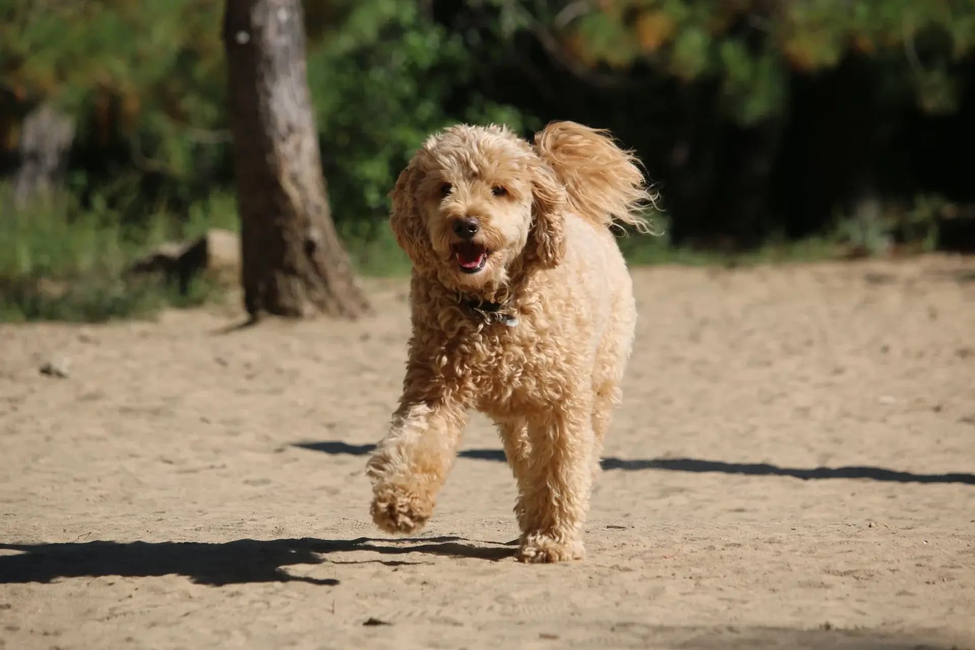 doodle dog coat care during humid Upstate SC summer near Clemson
