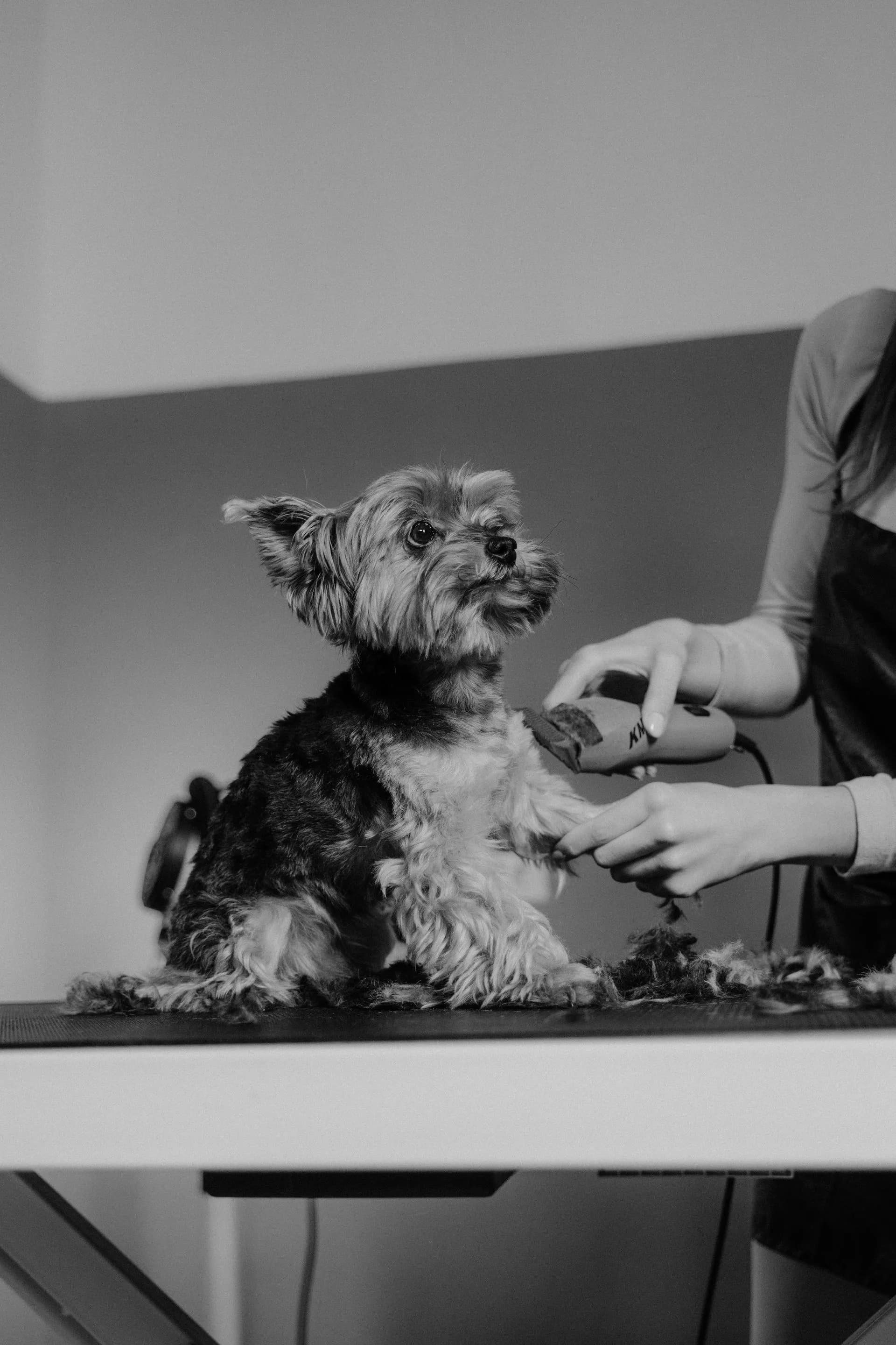 de-shed treatment add-on removing loose undercoat during dog grooming in Upstate SC