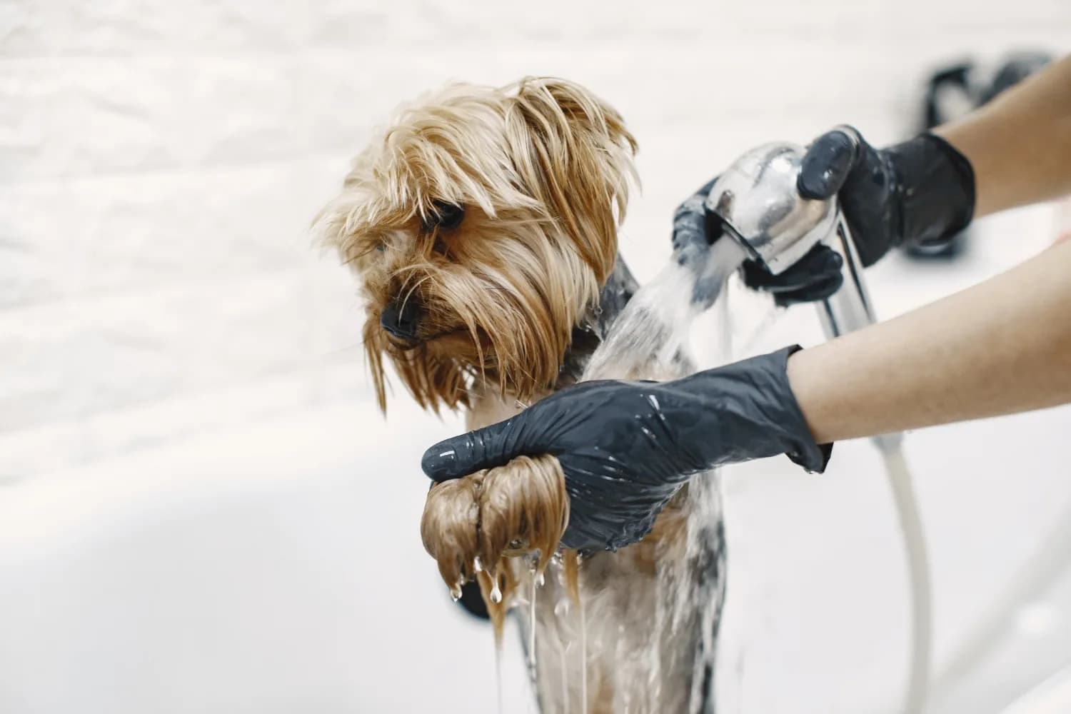comparing full groom mini groom and bath and blow dry dog grooming packages in Liberty SC