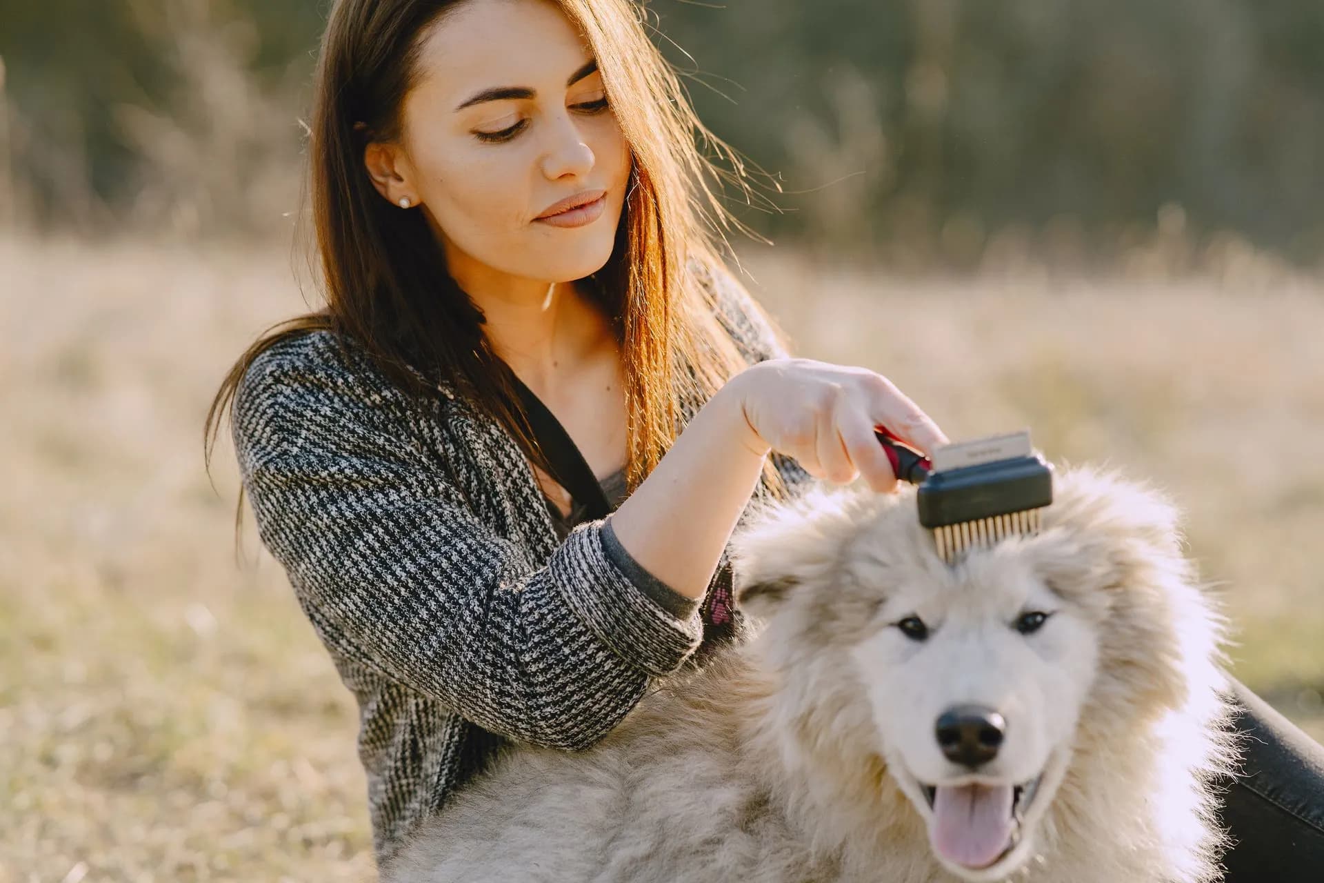 groomer brushing the undercoat of a double-coated dog in Liberty SC