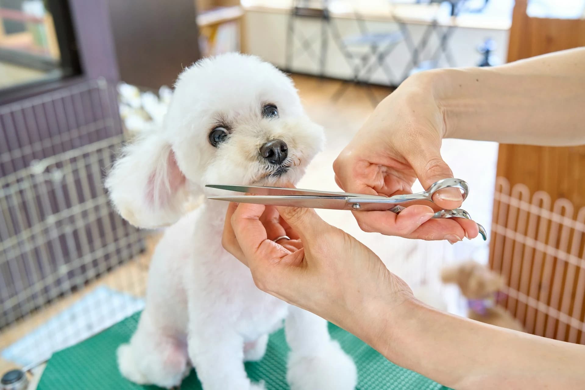 A freshly groomed Goldendoodle showcasing a soft teddy bear cut at a professional grooming spa in Liberty, SC.