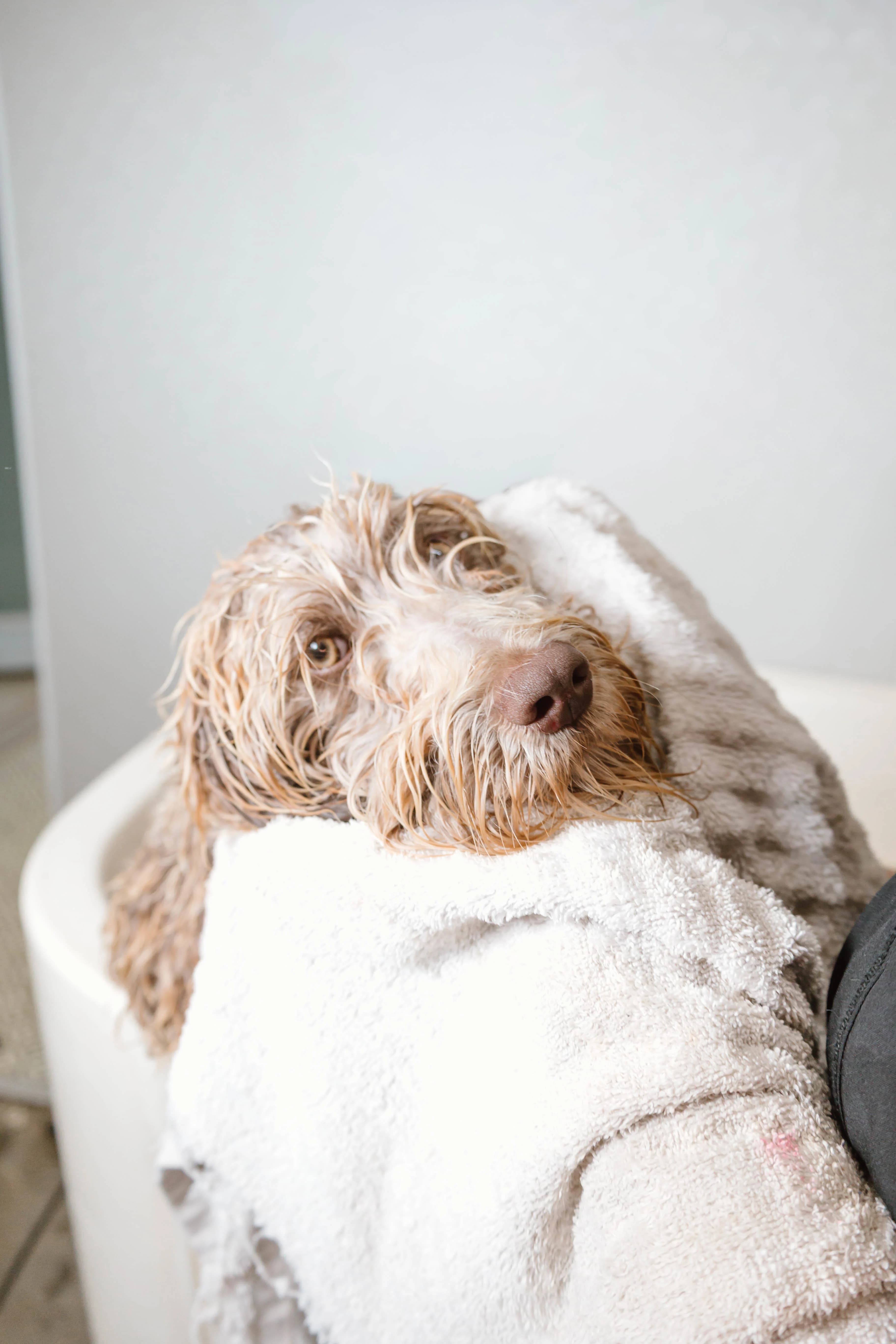 White doodle wrapped in a fresh towel after grooming at The Double U Grooming Co.