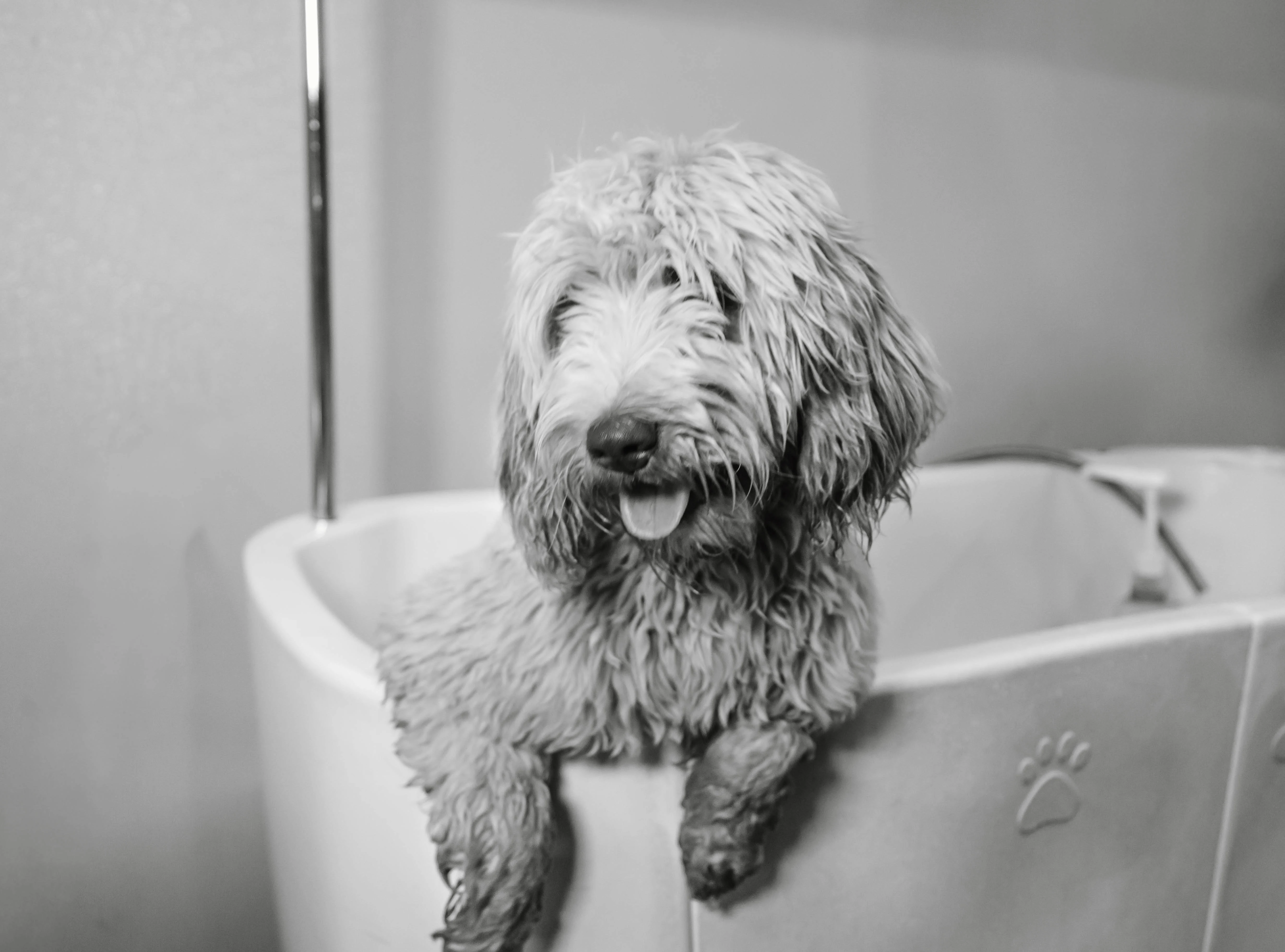Black and white doodle receiving a professional bath and groom at The Double U Grooming Co.