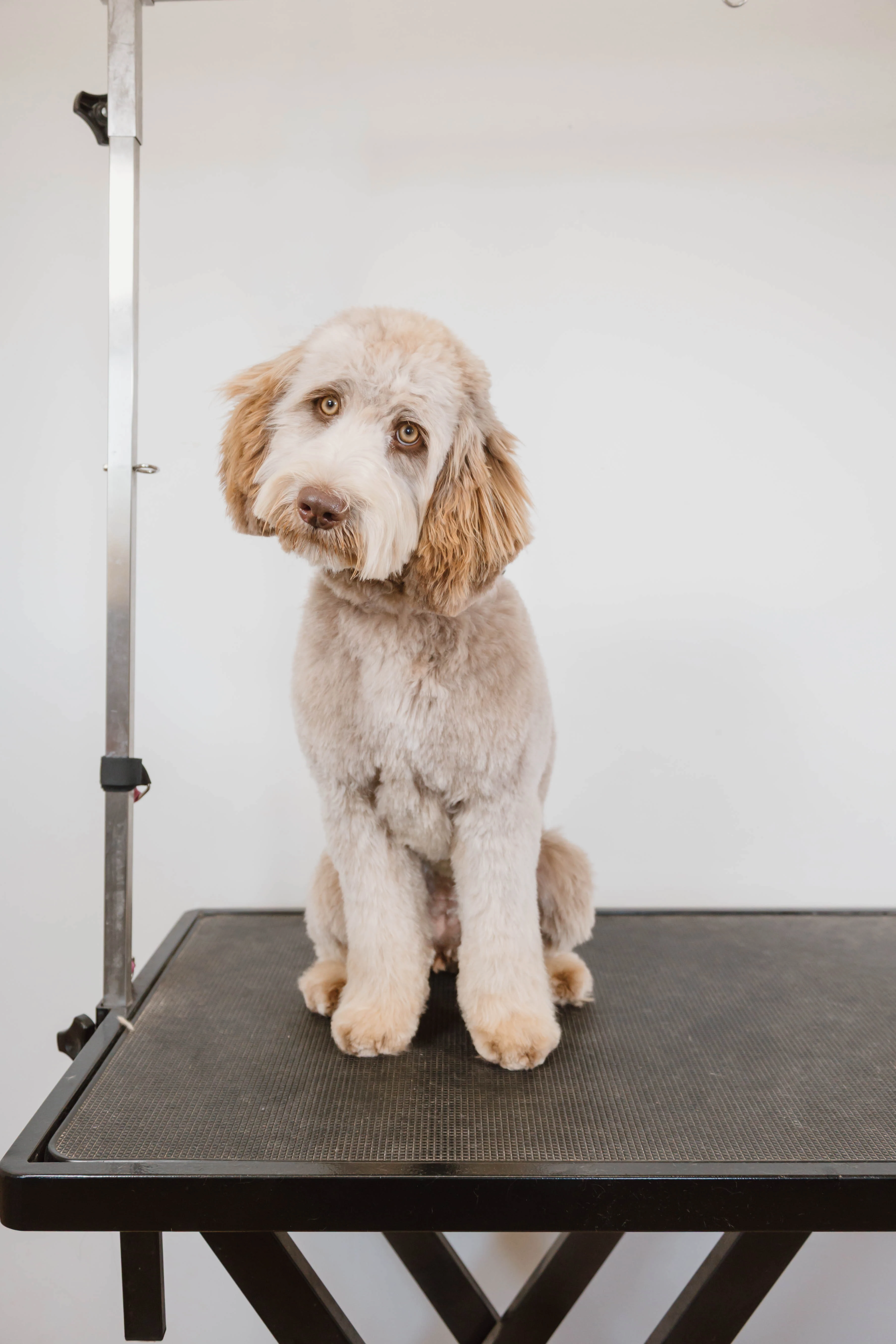 Freshly groomed white doodle at The Double U Grooming Co. in Liberty, SC