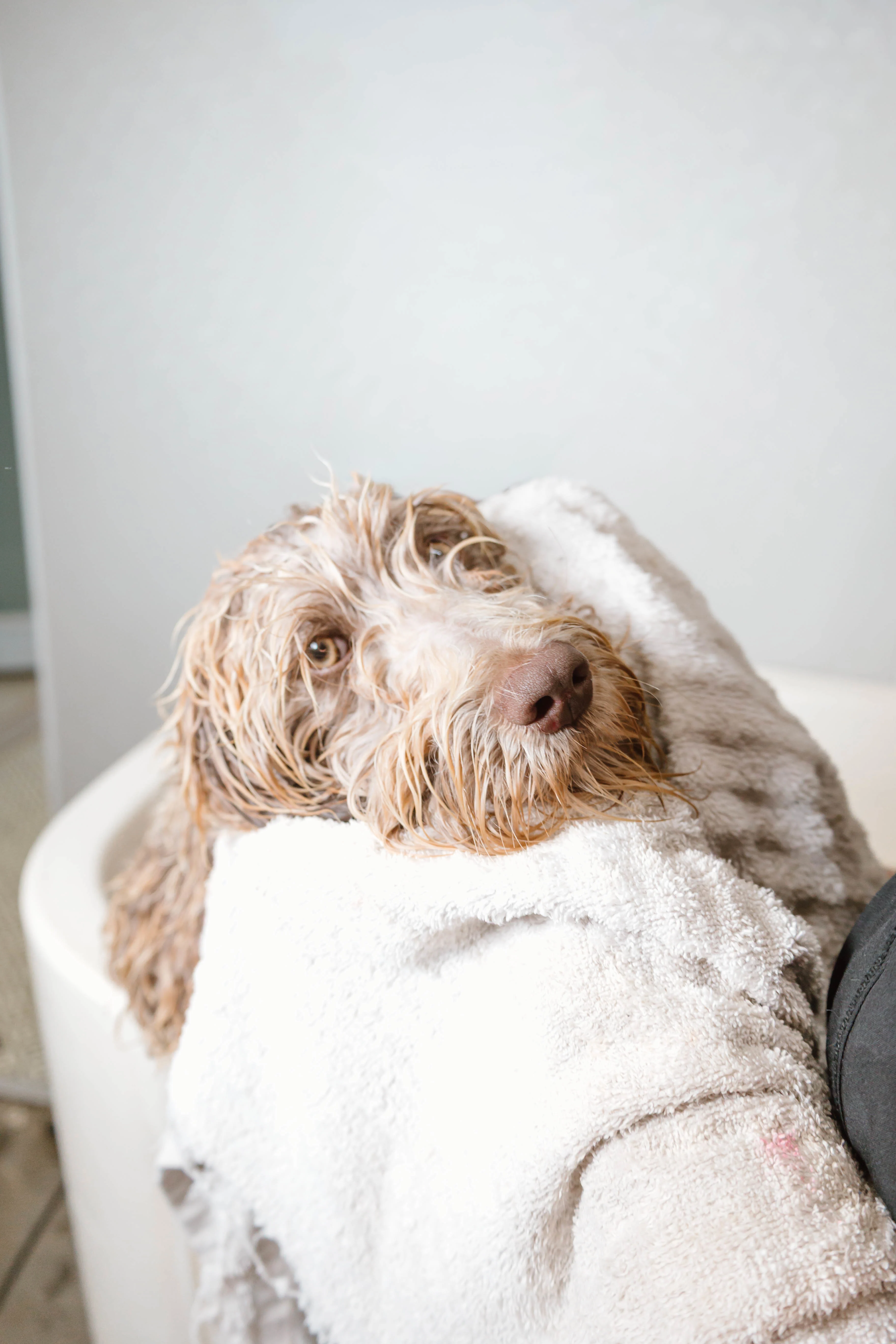 Happy white doodle wrapped in a fluffy towel after a grooming session at The Double U Grooming Co.